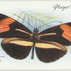 South America - heliconius e. phyllis.