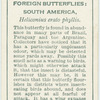 South America - heliconius e. phyllis.