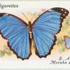 South America - morpho alexandrovna.