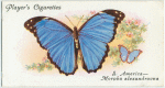 South America - morpho alexandrovna.