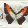 South America - Sun butterfly.