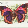 South America - prepona praeneste.