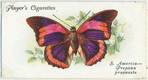 South America - prepona praeneste.