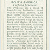 South America - prepona praeneste.