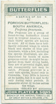 South America - prepona praeneste.