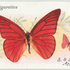 South & South-East Asia - appias nero.
