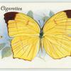 Borneo & Sumatra - sulphur butterfly.