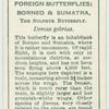 Borneo & Sumatra - sulphur butterfly.