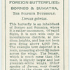 Borneo & Sumatra - sulphur butterfly.