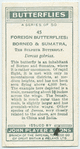 Borneo & Sumatra - sulphur butterfly.