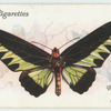 Borneo, etc. - troides brookiana.