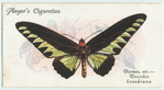 Borneo, etc. - troides brookiana.