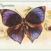 East Indies - zeuxidia amethystus.