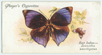 East Indies - zeuxidia amethystus.