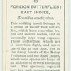 East Indies - zeuxidia amethystus.