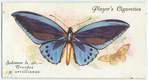 Solomon Islands, etc. - troides p. urvillianus.