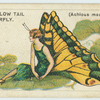 The swallow tail [swallowtail] butterfly.