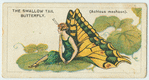 The swallow tail [swallowtail] butterfly.