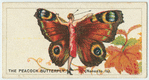 The peacock butterfly.