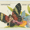 Ageronica amphinome (underside).