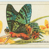 Chrysiridia madagascariensis.