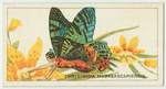 Chrysiridia madagascariensis.
