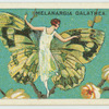 The marbled white, melanargia galathea (underside).