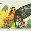 Ornithoptera remus.