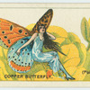 The large copper butterfly (polyommatus dispar).