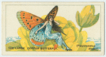 The large copper butterfly (polyommatus dispar).