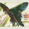 Anclyuris mebboeus.
