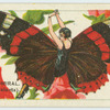 The red admiral (pyrameis atalanta)