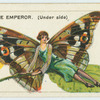 The purple emperor (underside).