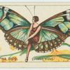 Metamorpha dido (underside).