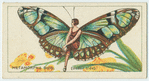 Metamorpha dido (underside).