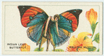 India leaf butterfly (kallima huttoni).