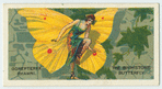 The brimstone butterfly (gonepteryx rhamni).