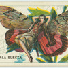 Catocala electa.