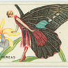 Parides ceneas.