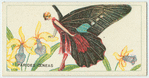 Parides ceneas.