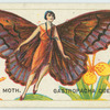 The lappet moth (gastropacha quercifolia).