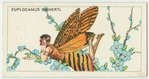 Euplocamus bienerti.