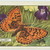 Fritillary.