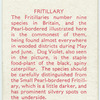 Fritillary.