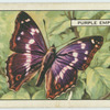 Purple Emperor.