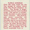 Purple Emperor.