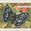 Grizzled Skipper.