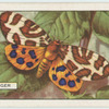 Tiger.