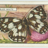 Marbled White.