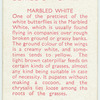 Marbled White.